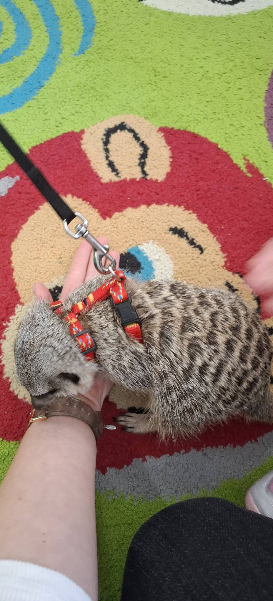 Spotkanie z Surykatką