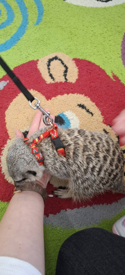 grafika do wpisu: Spotkanie z Surykatką