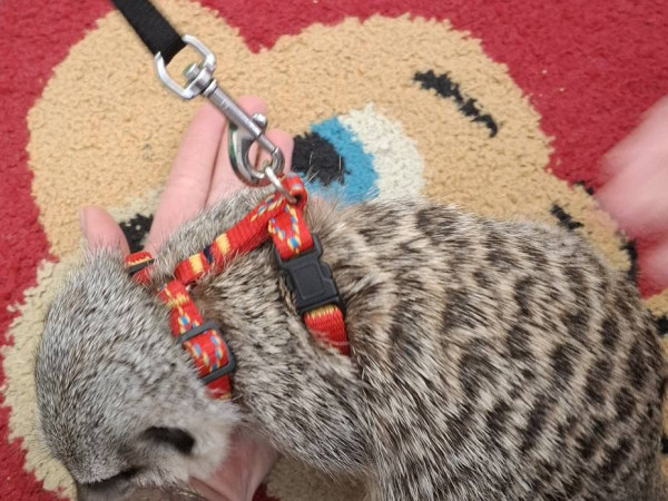 Spotkanie z Surykatką